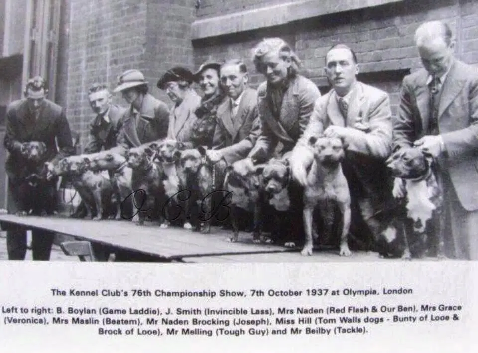 The Staffordshire Bull Terrier’s history dates back to early 19th-century England, where it was developed from a cross between bulldogs and terriers. Initially bred for bull-baiting and later dog fighting, the breed was prized for its strength, agility, and courage. When these blood sports were outlawed, breeders shifted their focus toward creating a family-friendly, loyal companion. Over time, the Staffordshire Bull Terrier’s temperament evolved, making it known for its affectionate nature, especially with children. Officially recognised by the Kennel Club in 1935, the breed has since become a beloved household pet worldwide.