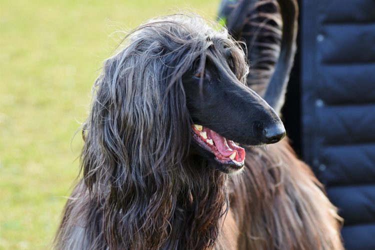 Thinking of Getting an Afghan Hound? Here’s What You Need to Know!