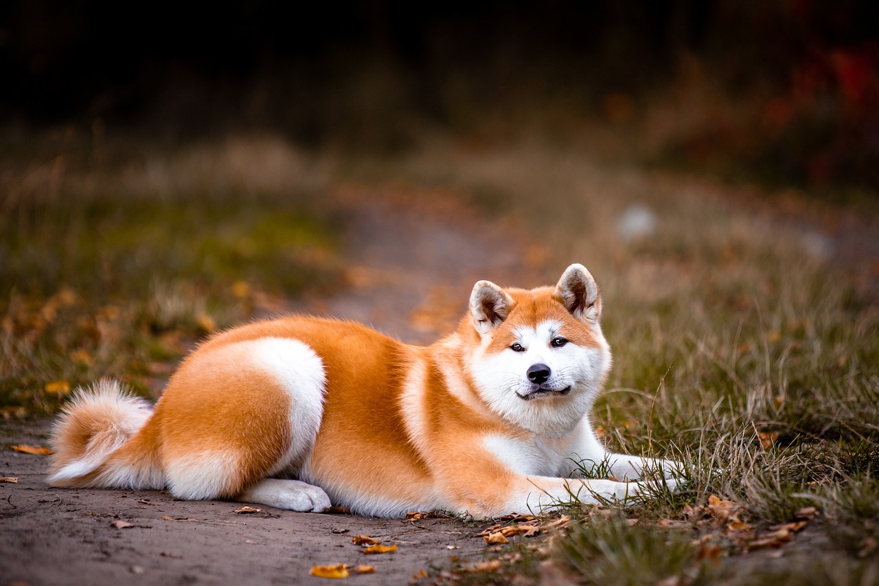 Uncover the Akita: Japan’s Fiercest Protector with a Heart of Gold!