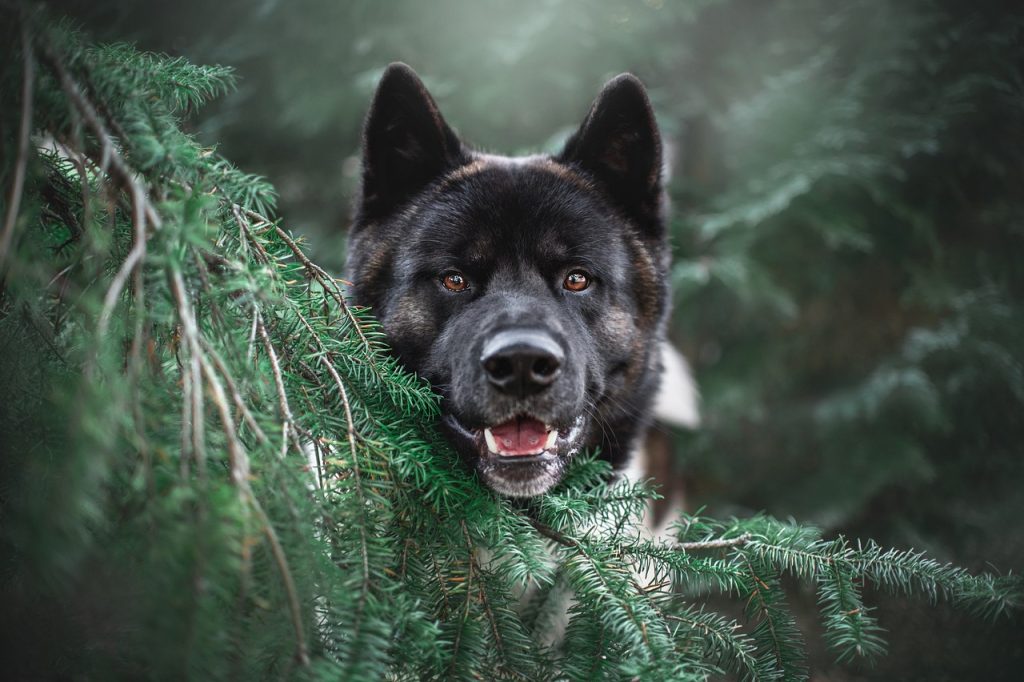 Discover the Akita: a loyal and dignified breed, known for its intelligence, strength, and protective nature, perfect for experienced owners.