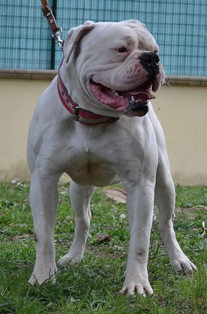 The American Bulldog is a strong, affectionate breed known for its loyalty and protective nature. Bred for work, they make excellent family companions with their playful, energetic, and devoted personalities.