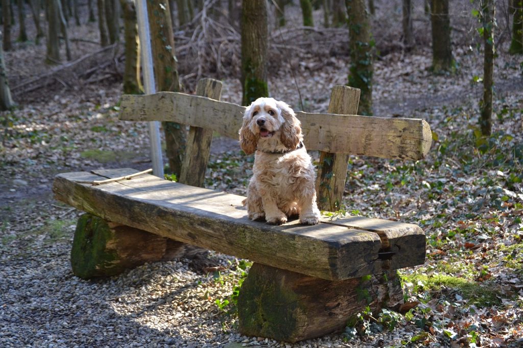 The American Cocker Spaniel originated from the English Cocker Spaniel in the 19th century. Bred for a smaller size, it became a popular companion and was recognised by the AKC in 1946.