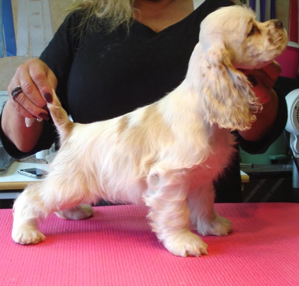 The American Cocker Spaniel is a small, elegant dog with a silky coat, expressive eyes, and long ears. Its graceful appearance is complemented by its compact, well-proportioned build.
