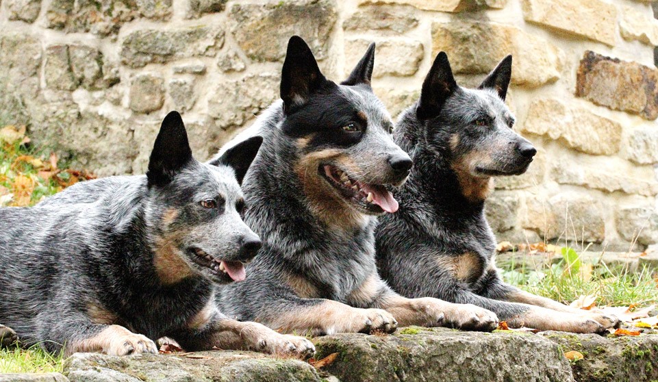 Discover the Australian Cattle Dog: a smart, energetic, and loyal breed, perfect for active families and farms. Renowned for its endurance and herding skills.