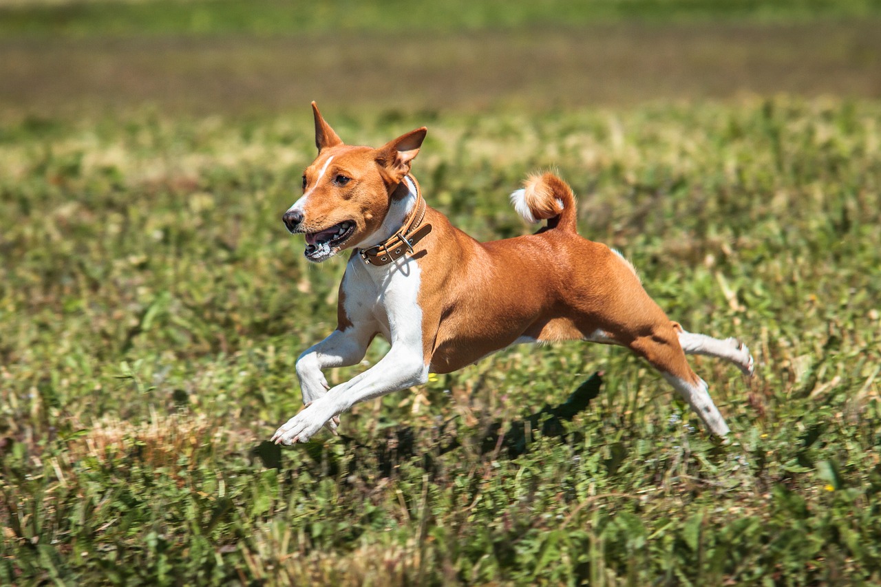 Basenji Dogs: Exploring the Barkless Wonder of the Canine World