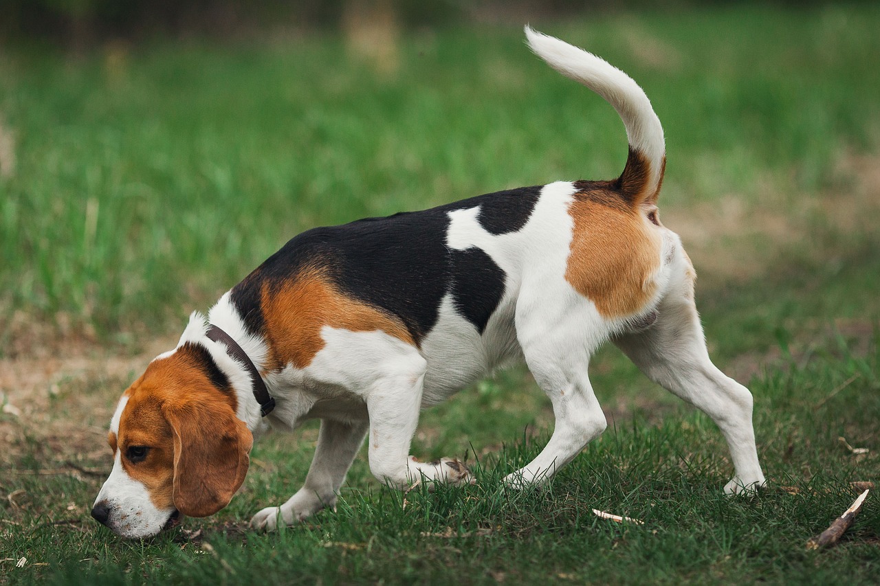 Beagle Dog Guide: From Appearance and Personality to Pros and Cons