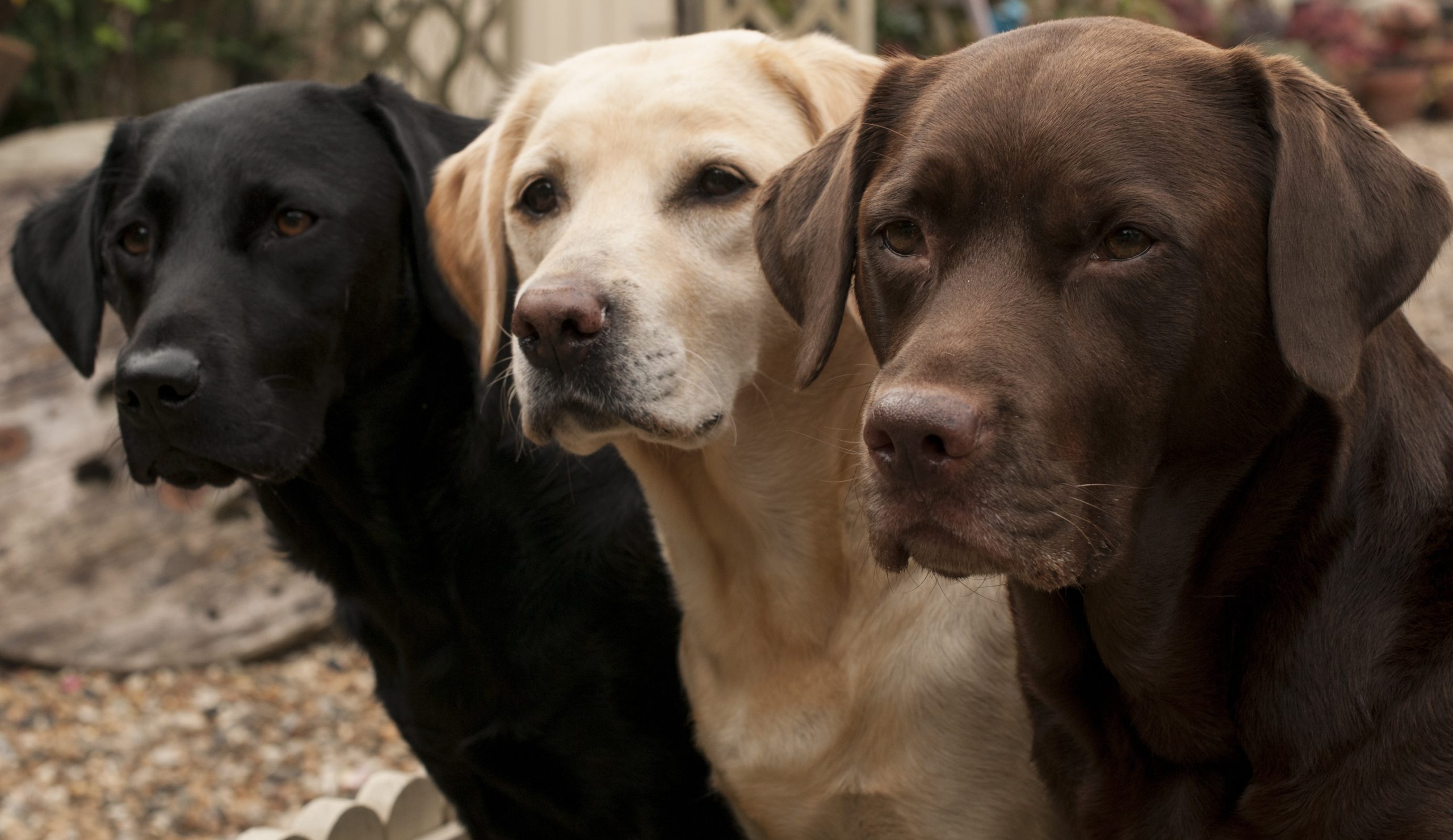 Labrador Retriever Coat Colours Explained (Yellow, Chocolate & Black)
