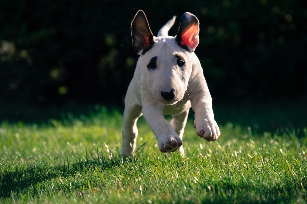 English Bull Terriers require early socialisation and firm, consistent training. Positive reinforcement works best, and exposing them to different people, environments, and pets helps them grow into confident, well-behaved companions.