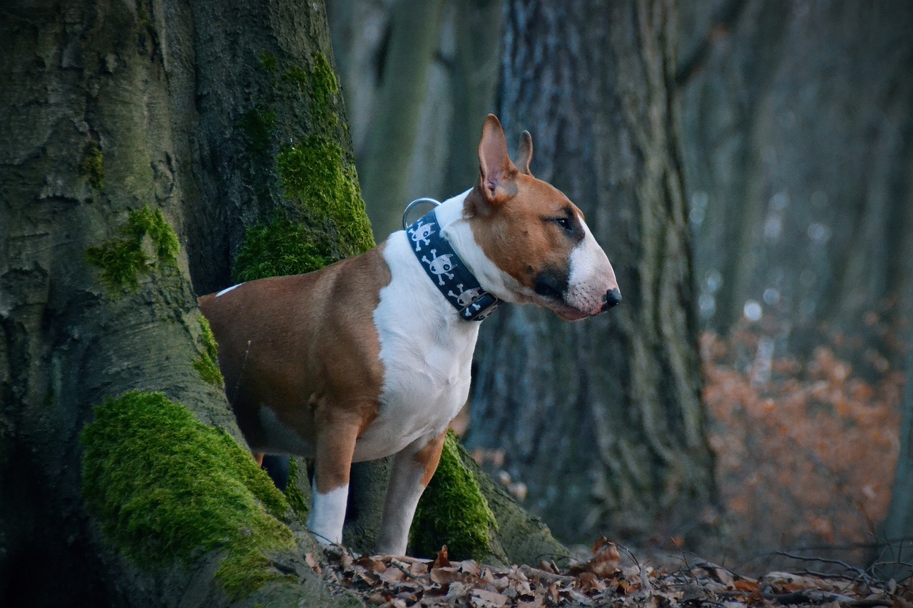 Thinking About an English Bull Terrier? Here’s What You Should Know Before Owning One!