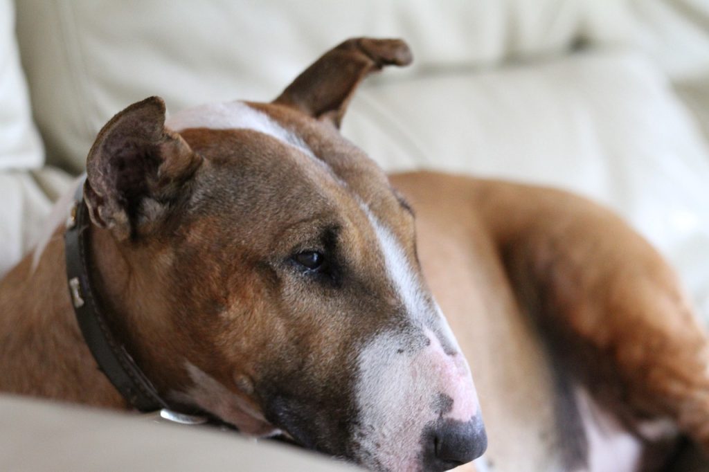 The English Bull Terrier has a strong, muscular build with a unique egg-shaped head, small, deep-set eyes, and pointed ears. Their short, sleek coat comes in various colours, highlighting their athletic frame.