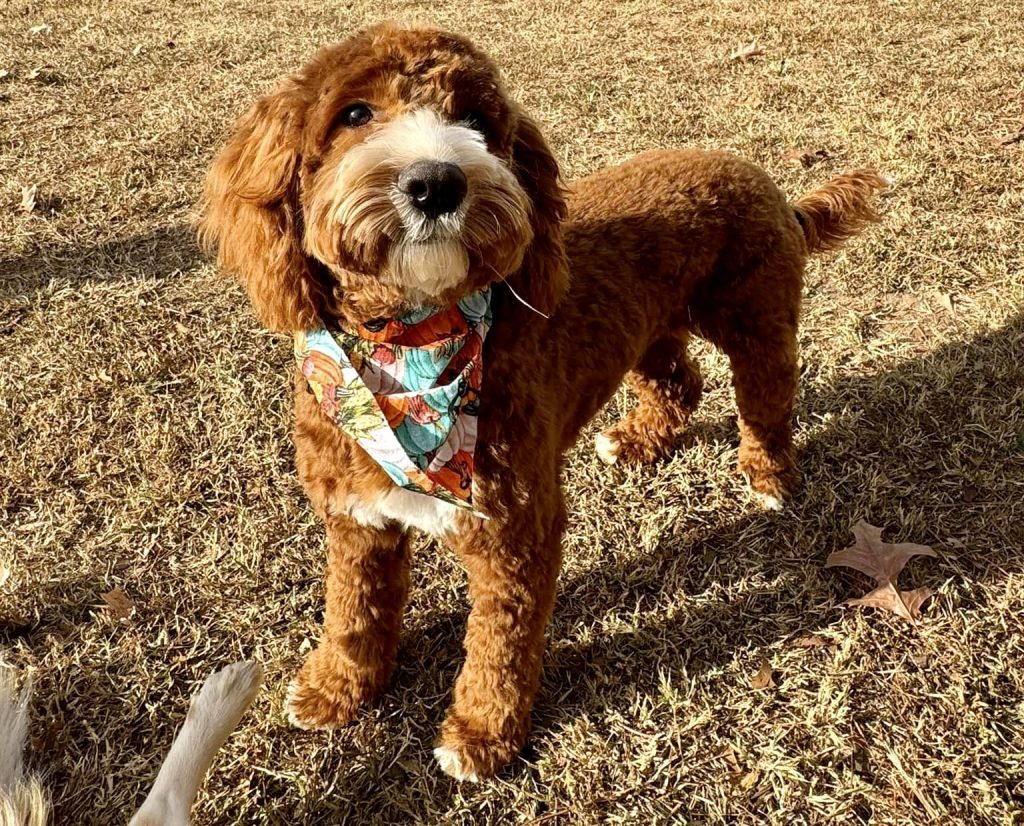 Cockapoos are affectionate, intelligent dogs with low-shedding coats, ideal for families, known for their playful nature, adaptability, and trainable temperament.