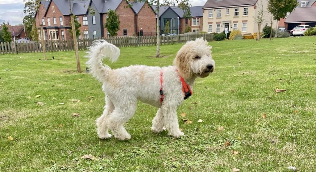 Cockapoos are affectionate, intelligent dogs with low-shedding coats, ideal for families, known for their playful nature, adaptability, and easy training.