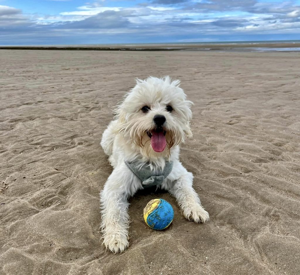 Cockapoos are friendly, intelligent dogs with low-shedding coats, perfect for families, known for their playful temperament, adaptability, and easy training.