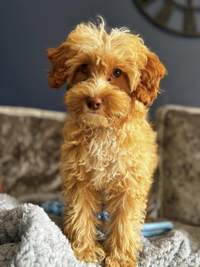 Cockapoos are friendly, intelligent, and low-shedding dogs, perfect for families, known for their playful nature, adaptability, and trainable temperament.