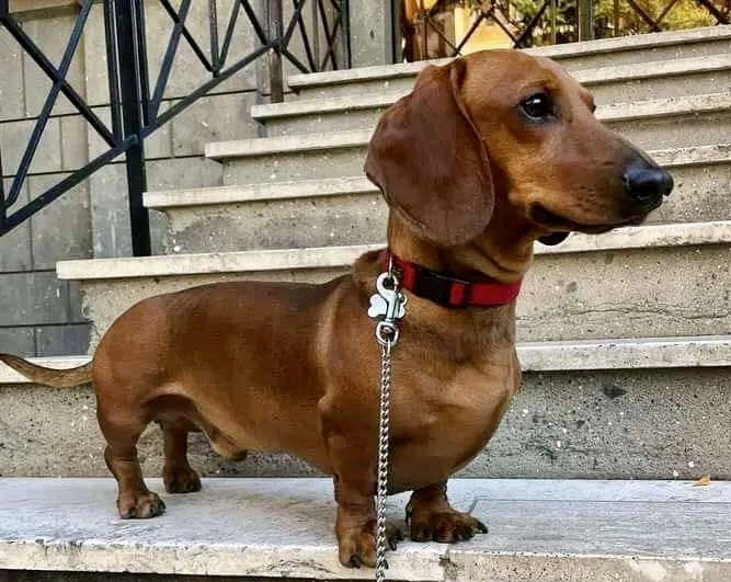 Why Dachshunds Are More Than Just Cute Sausage Dogs!