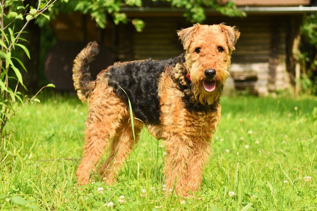 Learn about the Airedale Terrier: a versatile, intelligent breed known for its loyalty, energy, and adaptability, perfect for active families.