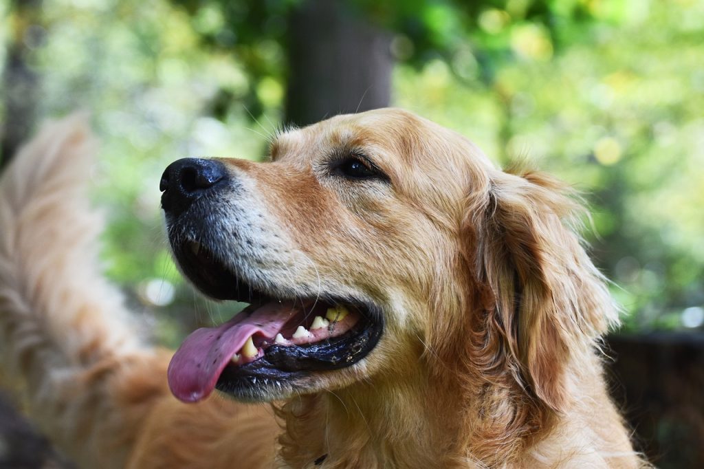 Golden Retrievers are friendly, intelligent, and loyal dogs, ideal for families, service work, and active homes with children or other pets.