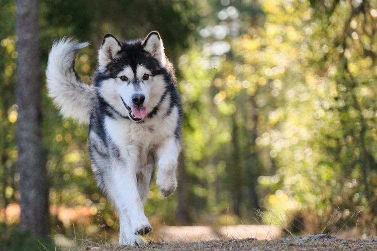 Why the Alaskan Malamute is the Ultimate Adventure Companion!