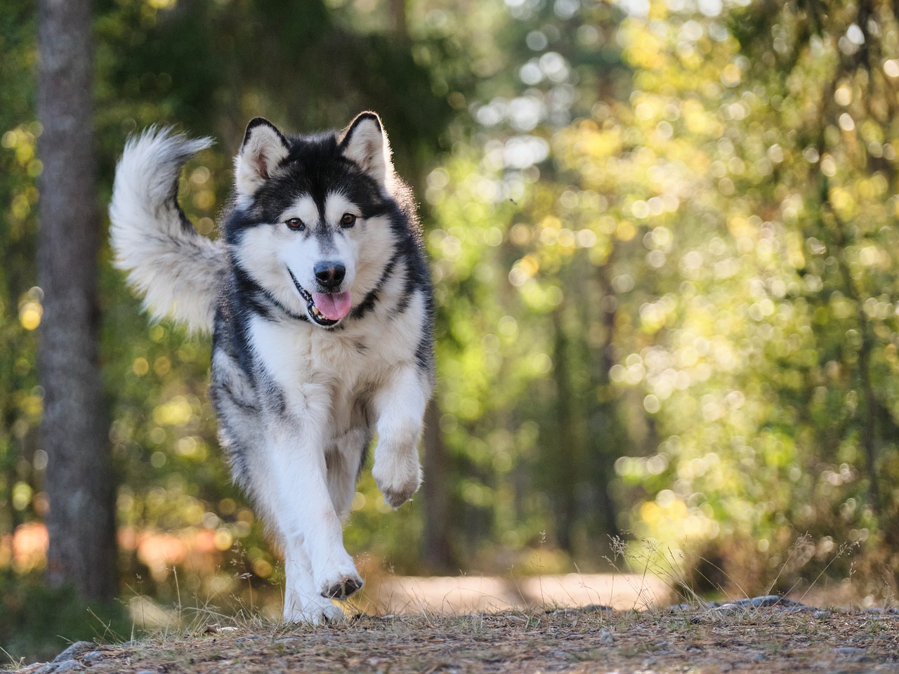 Why the Alaskan Malamute is the Ultimate Adventure Companion!