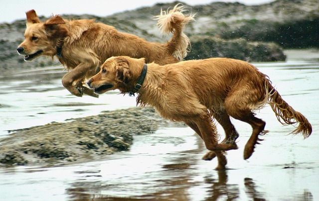Golden Retrievers need regular exercise to stay healthy and happy. They typically require **at least 1 to 2 hours of daily physical activity**, including walks, playtime, swimming, or games like fetch. Their active nature makes them ideal companions for outdoor adventures and families with energetic lifestyles.