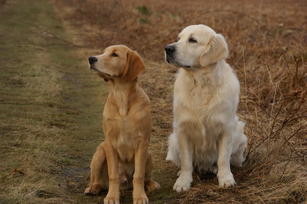 Golden Retrievers are friendly, loyal, and adaptable dogs, perfect for families, service roles, and active individuals seeking a loving companion.