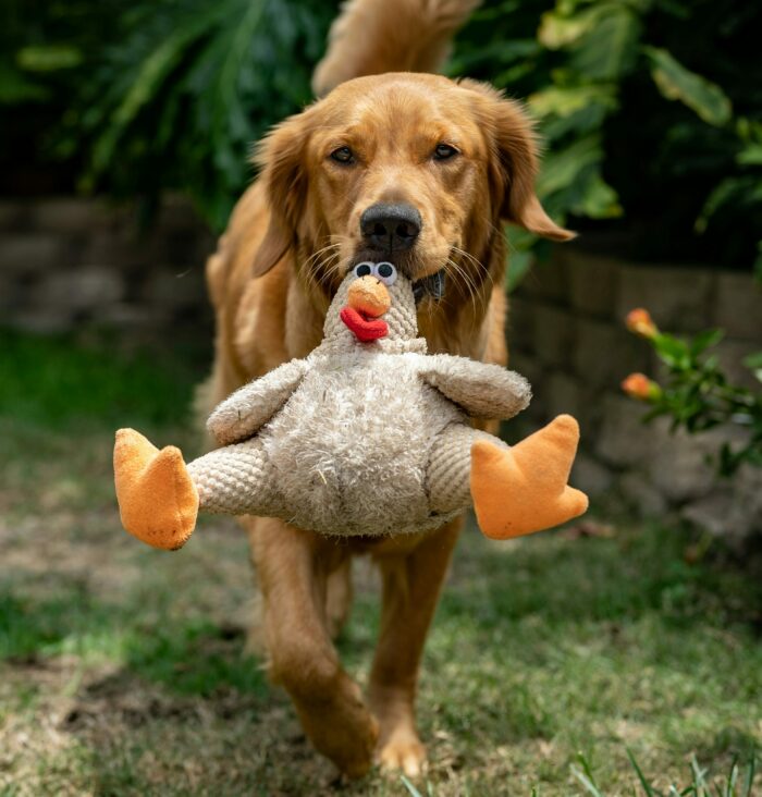 Golden Retrievers are affectionate, loyal, and intelligent dogs, ideal for families, therapy work, and active homes with children or other pets.