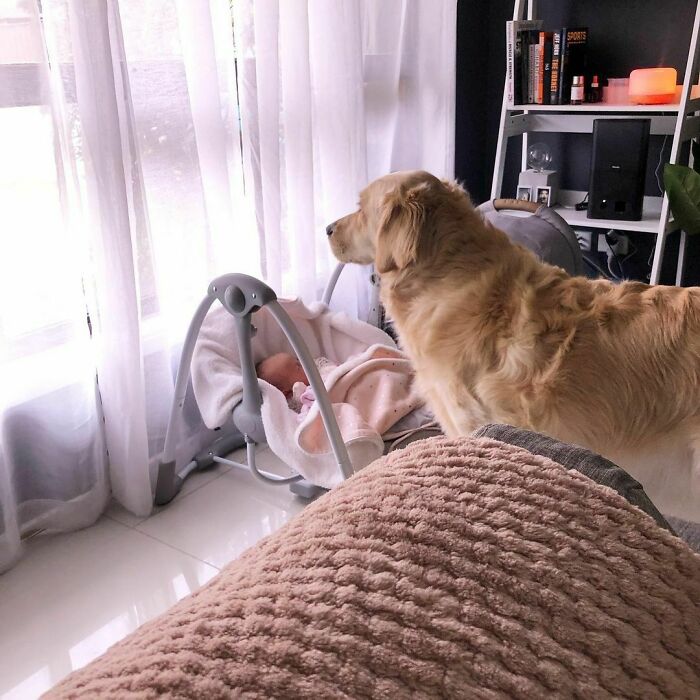 Golden Retrievers are friendly, loyal, and highly trainable dogs, making them perfect companions for families, therapy work, and active lifestyles.