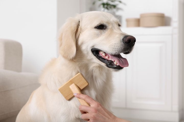 Golden Retrievers require regular grooming due to their double coat. They should be **brushed at least twice a week** to prevent matting and control shedding. During seasonal shedding, more frequent brushing is recommended. Bathing once a month or as needed, along with regular ear cleaning, nail trimming, and teeth brushing, helps maintain their overall health and appearance.