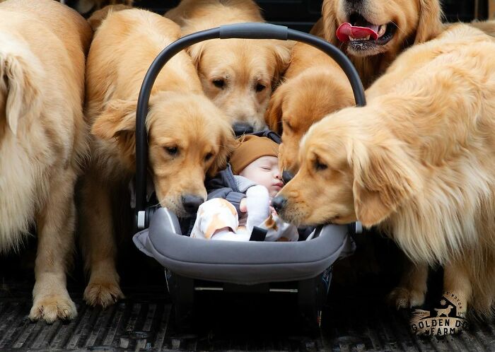 Golden Retrievers are known for being incredibly friendly and patient with children, making them perfect family pets. Their gentle temperament, playful nature, and protective instincts ensure they are loving and reliable companions for kids of all ages.