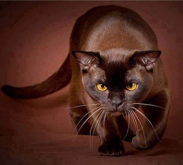 The Havana Brown cat stands out with its smooth chocolate-brown coat, brilliant green eyes, and a friendly, loyal personality.