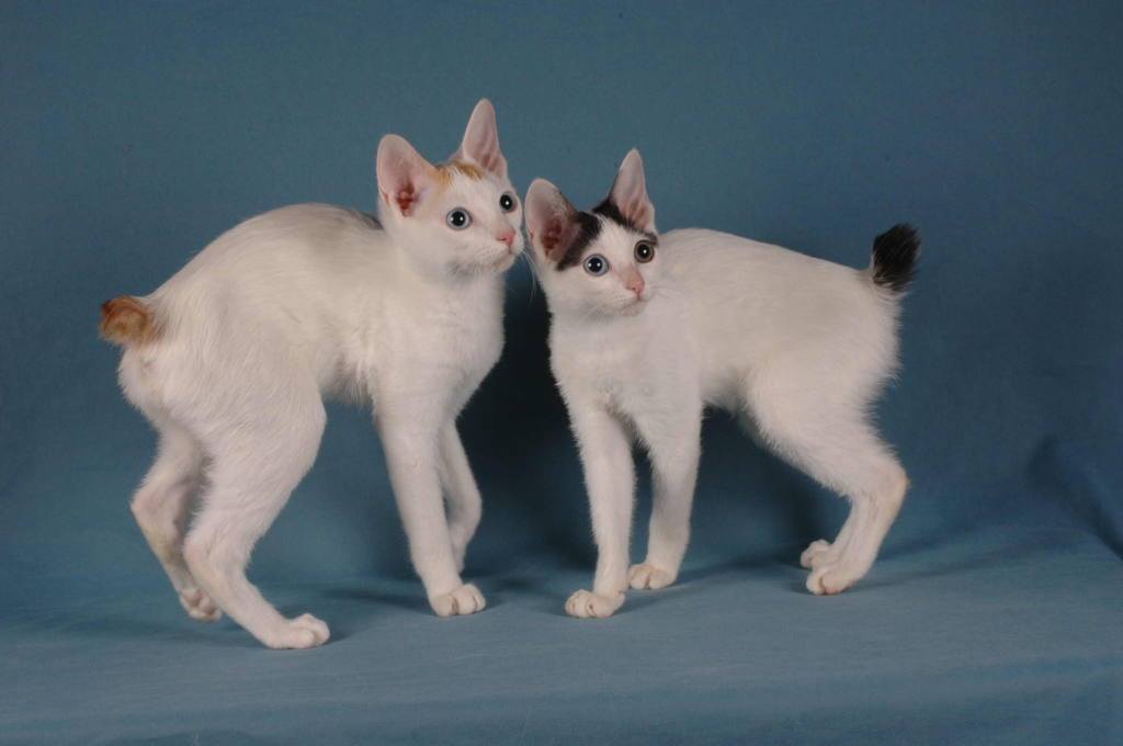 The Japanese Bobtail features a sleek, athletic build, distinctive short tail, triangular face, large eyes, and soft, silky coat.