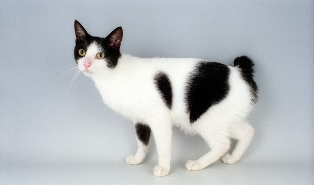 The Japanese Bobtail has a playful, affectionate, and outgoing temperament. It is highly social, intelligent, and enjoys interacting with people.
