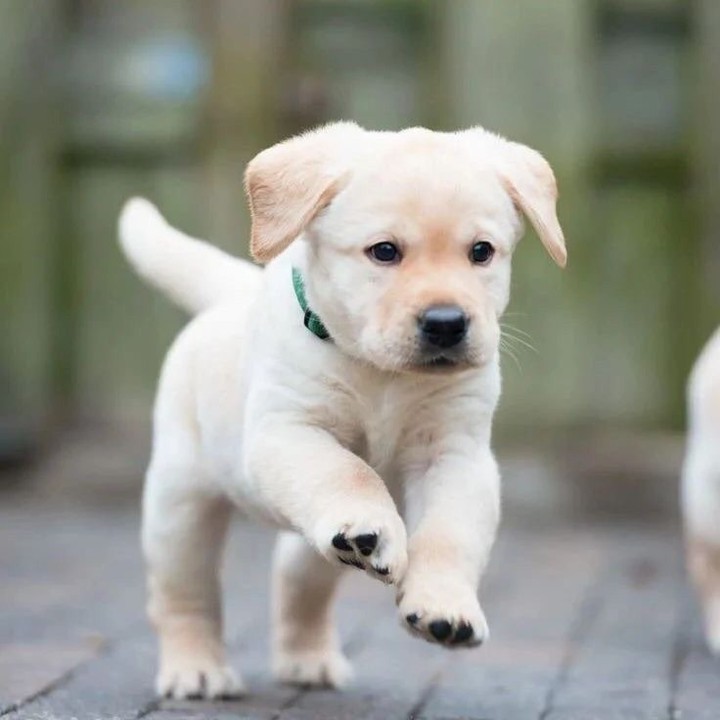 Labrador Retrievers are loyal, friendly, and intelligent dogs, perfect for families, known for their versatility, trainability, and gentle nature.