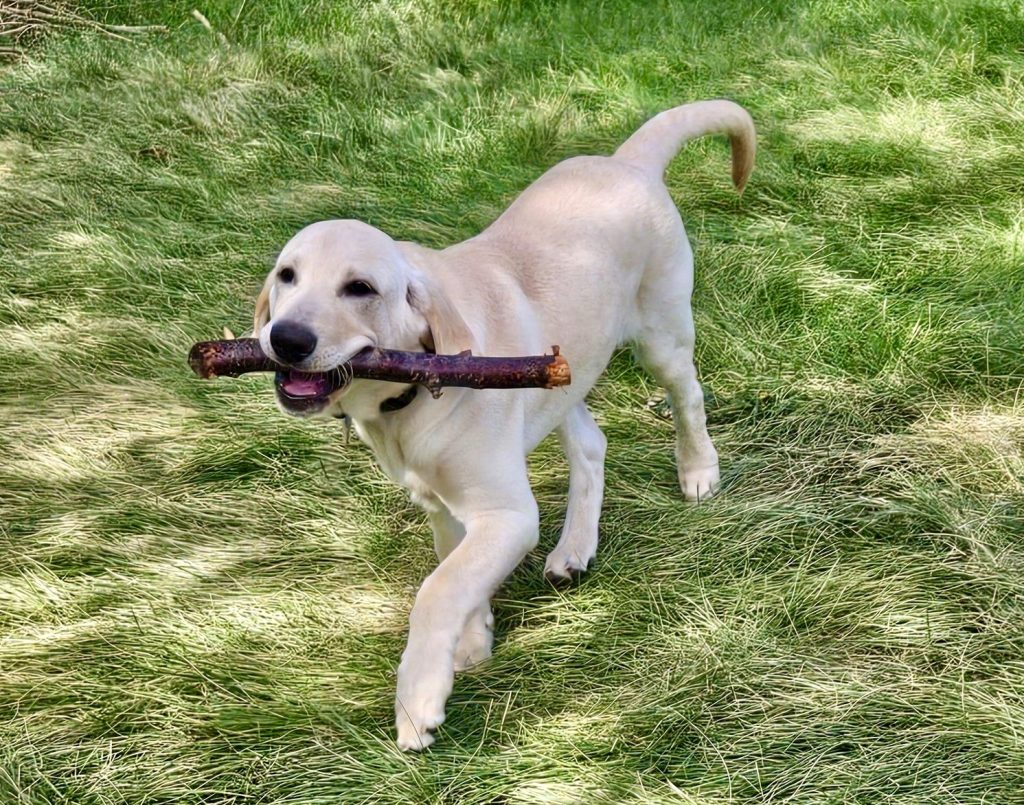 Labrador Retrievers are renowned for their kindness, showing gentle, patient, and loving behaviour toward people of all ages, especially children and other animals.