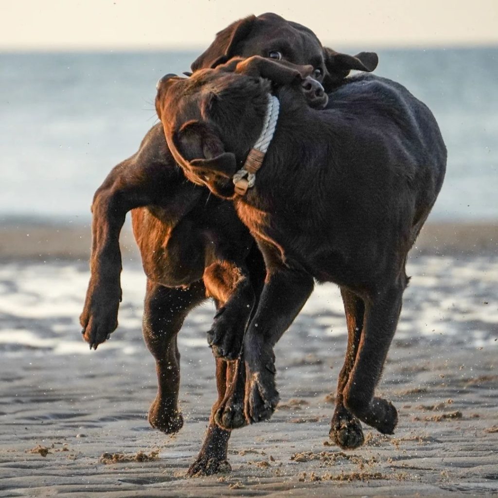 Labrador Retrievers are friendly, loyal, and intelligent dogs, perfect for families, known for their gentle temperament, trainability, and versatile abilities.