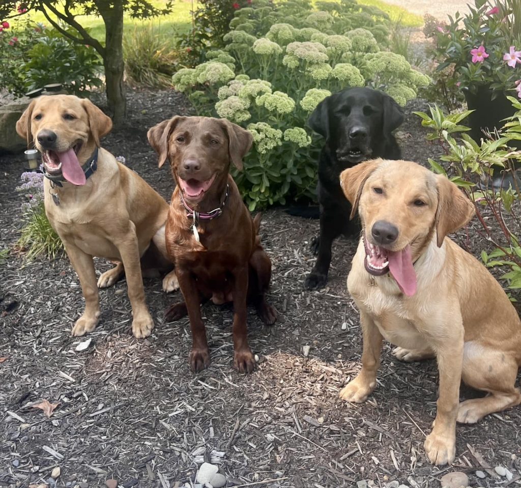 Labrador Retrievers are friendly, loyal, and intelligent dogs, perfect for families, known for their gentle nature, versatility, and exceptional trainability.