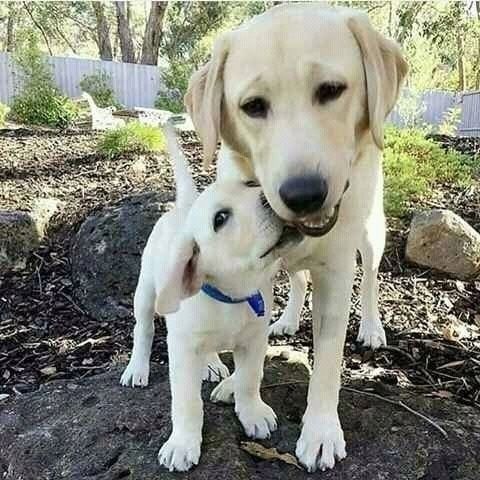Labrador Puppy Buying Guide (UK)