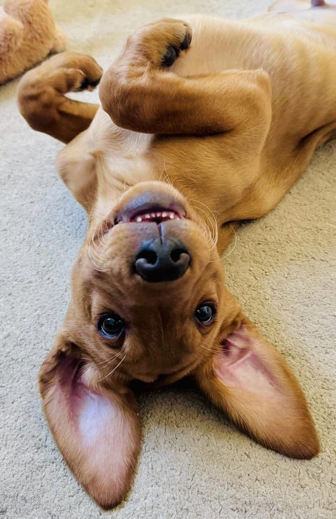Labrador Retrievers are loyal, friendly, and intelligent dogs, ideal for families, known for their gentle nature, versatility, and easy trainability.
