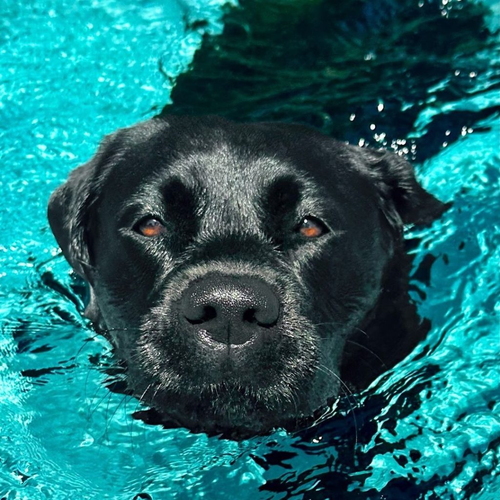 Labrador Retrievers are loyal, friendly, and intelligent dogs, ideal for families, known for their gentle temperament, versatility, and easy-to-train nature.