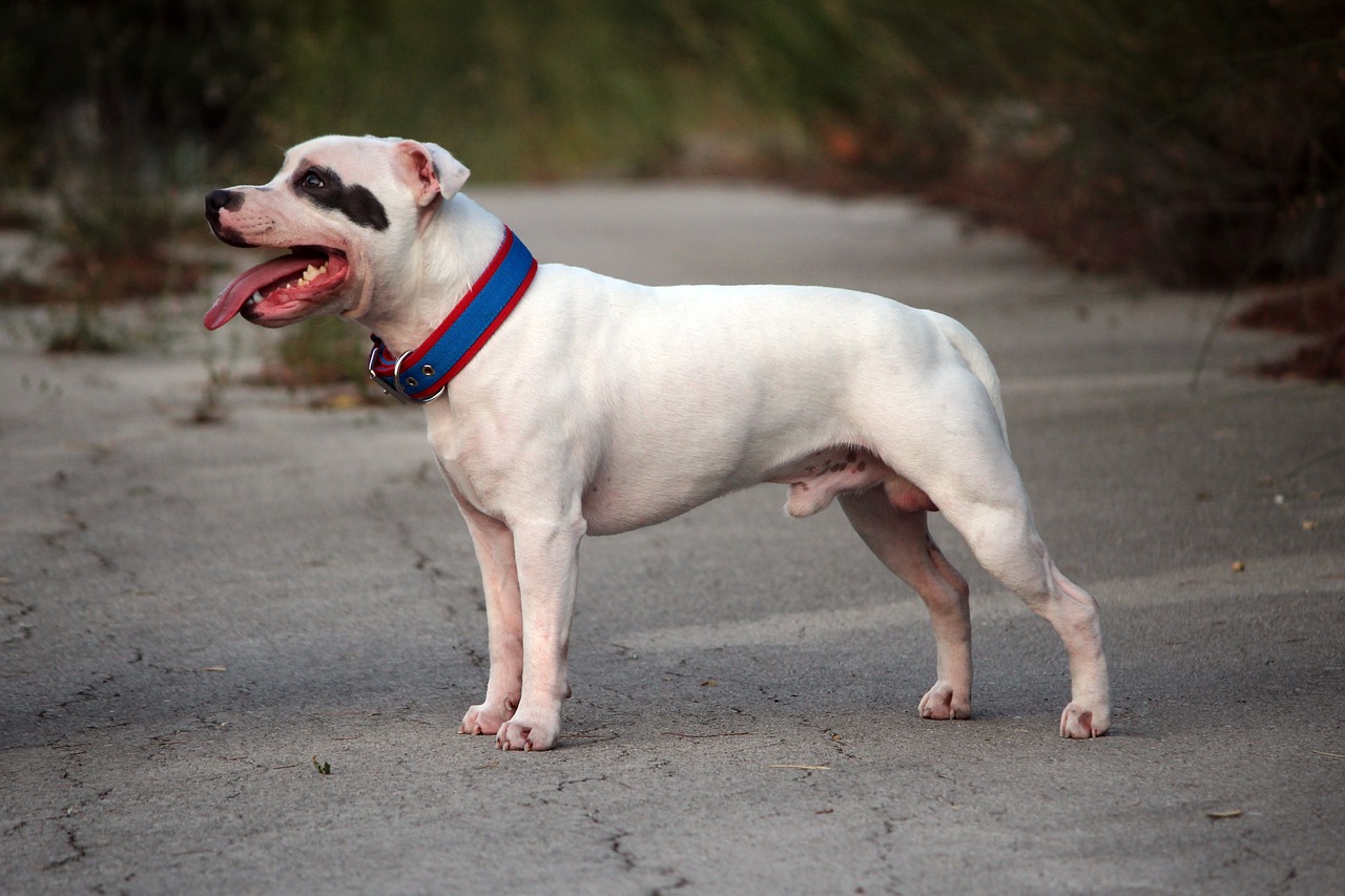 Thinking About a Staffordshire Bull Terrier? Here’s What You Need to Know!