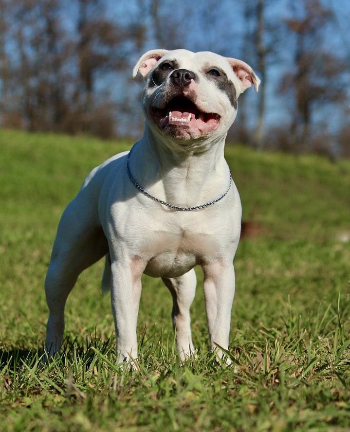 Staffordshire Bull Terriers are intelligent and eager to please, making them easy to train with positive reinforcement. Early socialisation is crucial, and they respond best to treats, praise, and patience. Avoid harsh training methods.