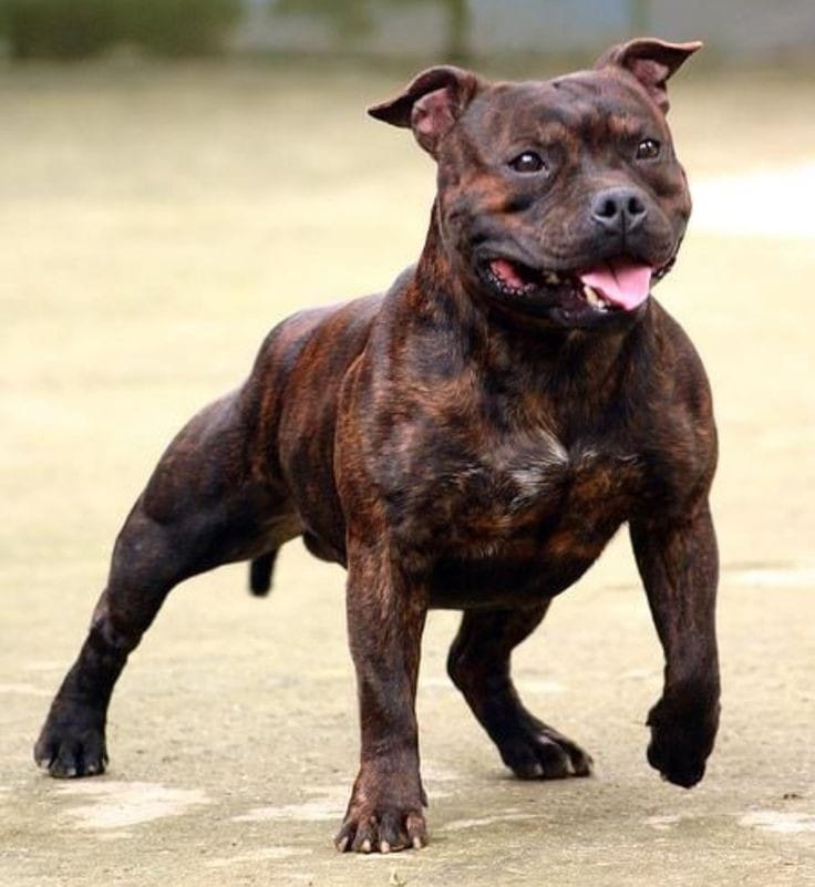 The Staffordshire Bull Terrier is a muscular, medium-sized dog with a stocky, well-proportioned build. They have a broad head, short muzzle, and expressive dark eyes. Their short, smooth coat comes in various colours, including brindle, black, blue, red, fawn, and white. With a deep chest, strong legs, and a tapered tail, they present an athletic and powerful appearance.