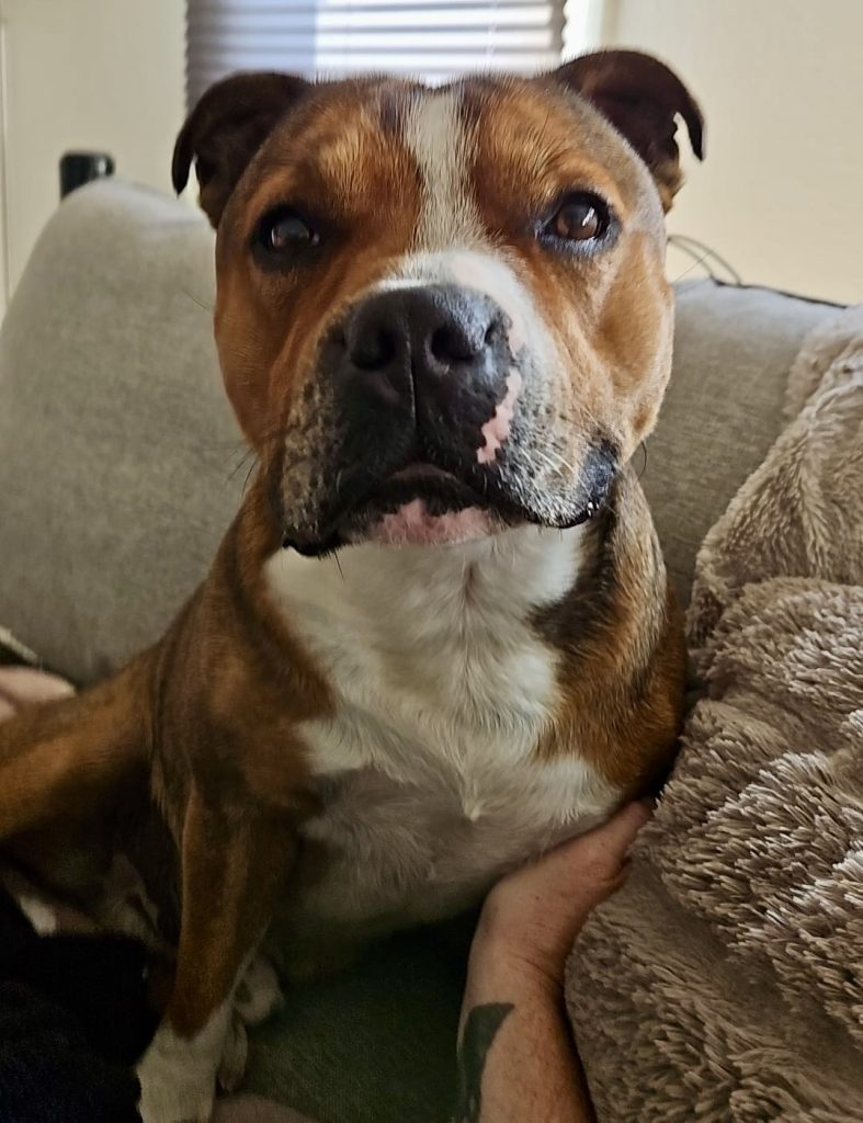 Staffordshire Bull Terriers need a high-quality, protein-rich diet. Feed 1.5 to 2.5 cups daily, split into two meals. Watch portion sizes to prevent weight gain, and provide fresh water.