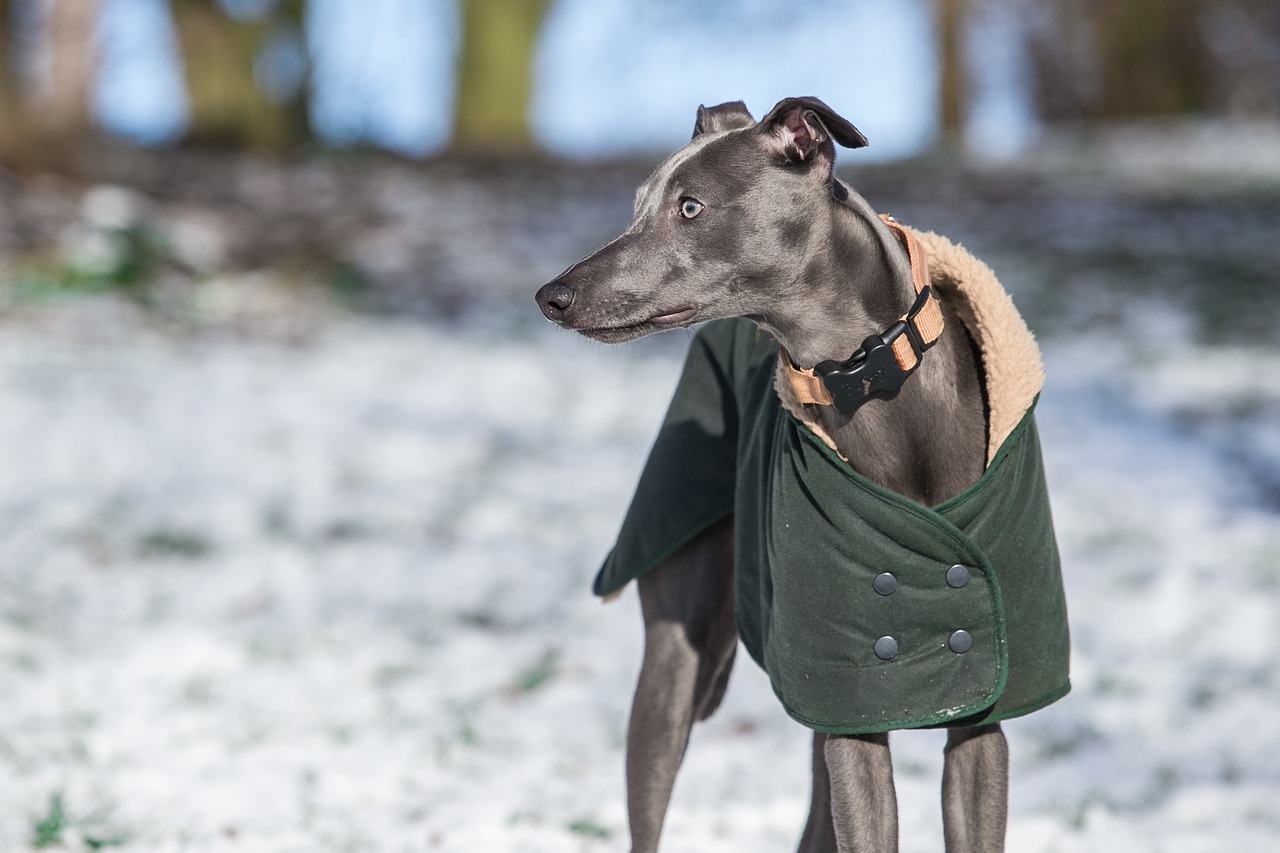 Discover Why Whippets Are the Ultimate Low-Maintenance Athletes!