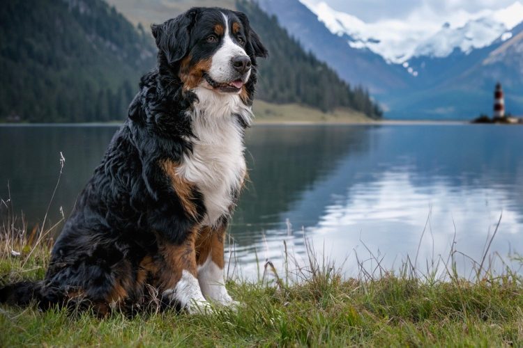 The Ultimate Bernese Mountain Dog Guide: Family-Friendly, Loyal, and Lovable