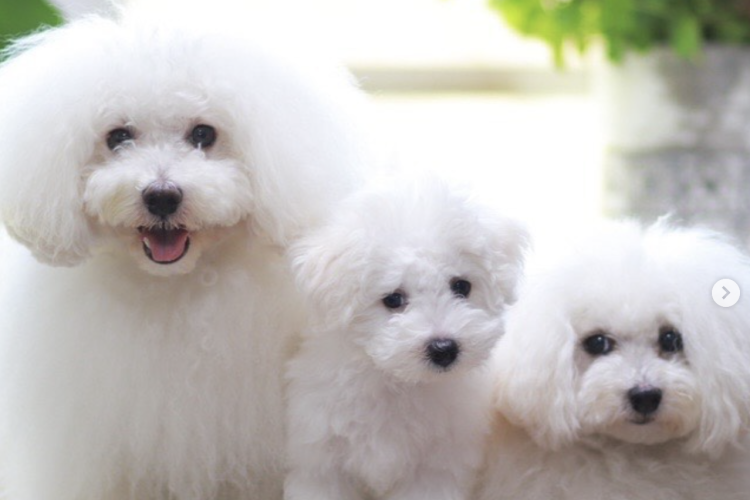 Is the Bolognese Dog Right for You? A Complete Owner’s Guide