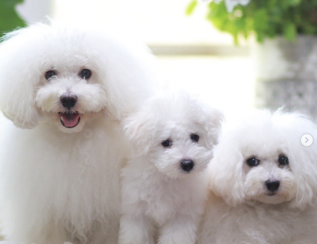 Is the Bolognese Dog Right for You? A Complete Owner’s Guide