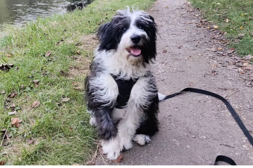 Bordoodle Breed Guide: Everything You Need to Know About This Border Collie-Poodle Mix