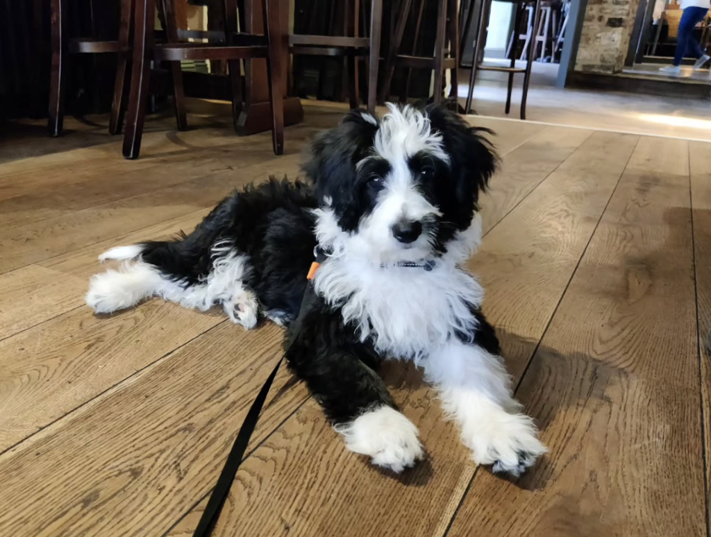 bordoodle profile