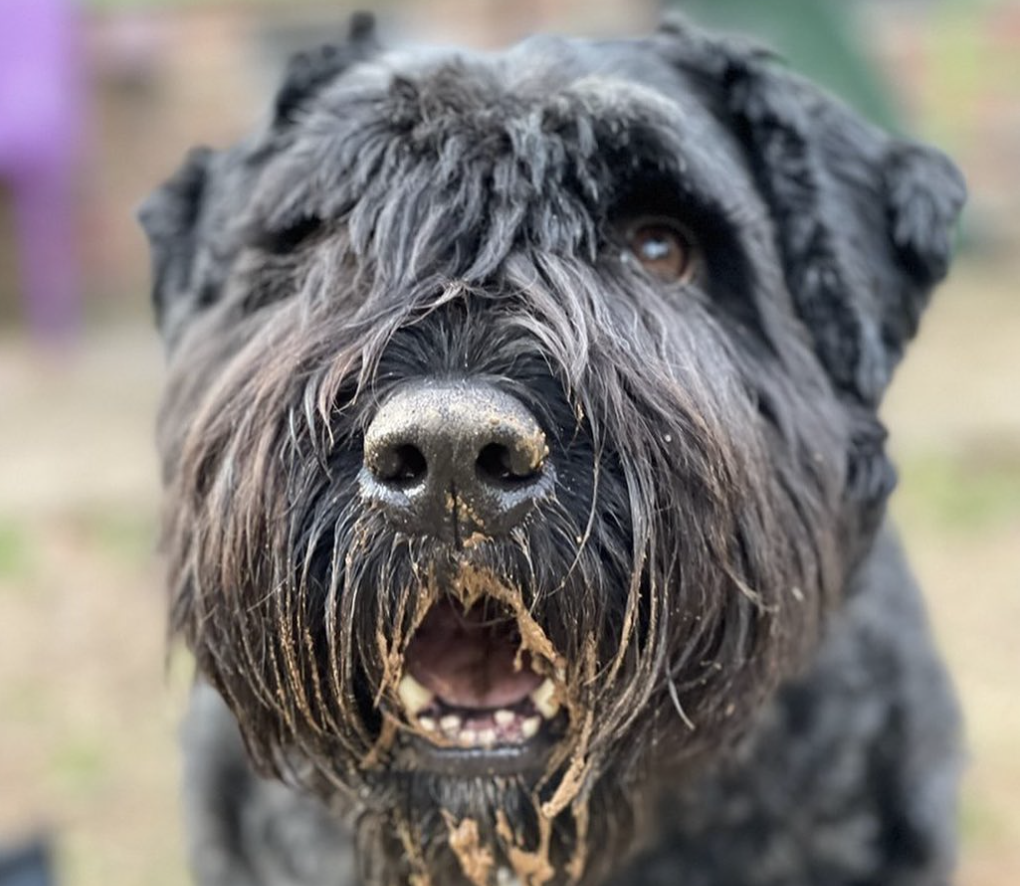 Bouvier des Flandres